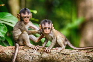 Read more about the article Monkey See Monkey Do Questions & Answers Oxford Modern English Book 2
